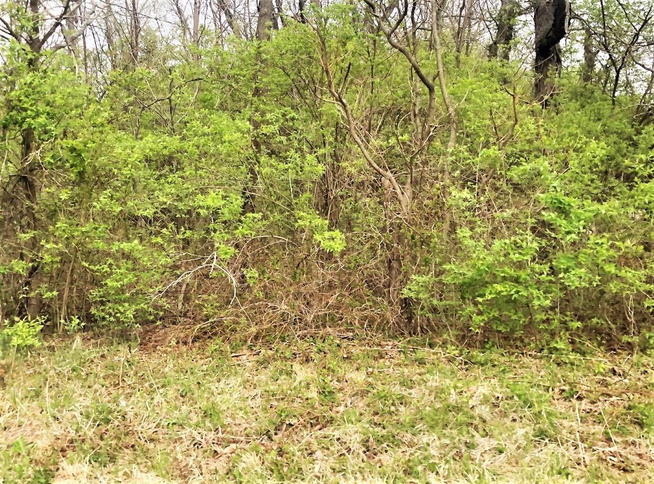 149-Lot Foster Maineville Road - Photo 1