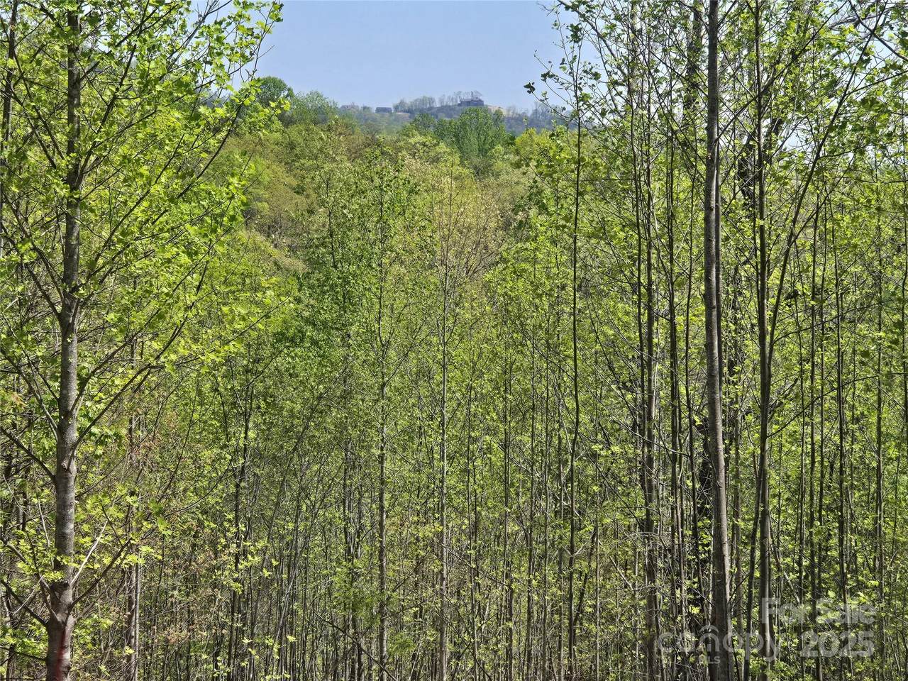 Lot 17 Touch Me Not Trail - Photo 1