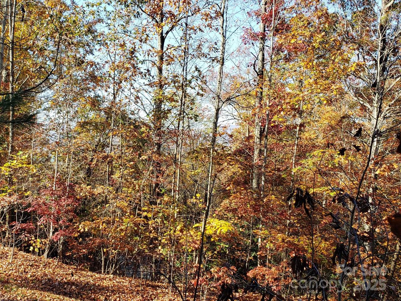 TBD Top Oaks Lane - Photo 1