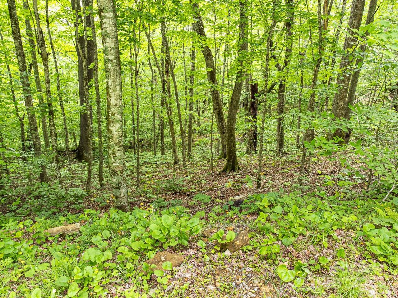 65 Bee Tree Lane - Photo 1