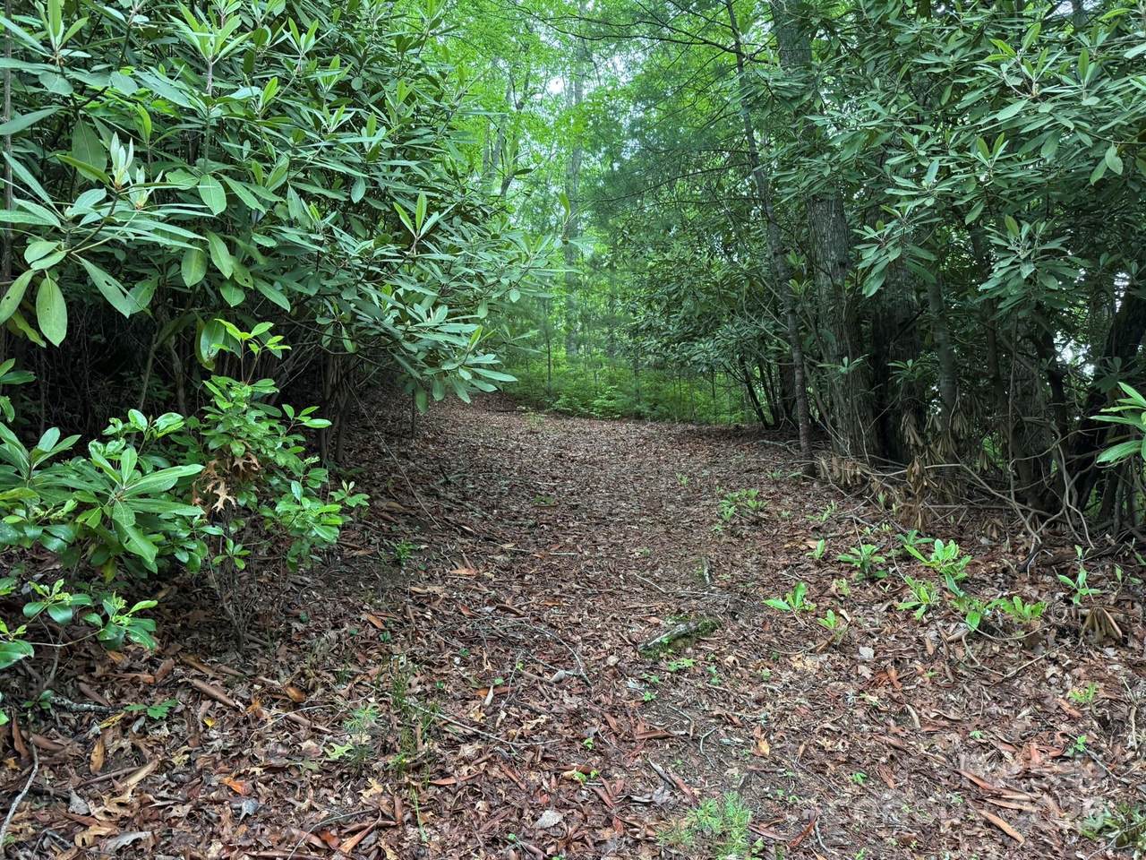 TBD Blueberry Trail - Photo 1
