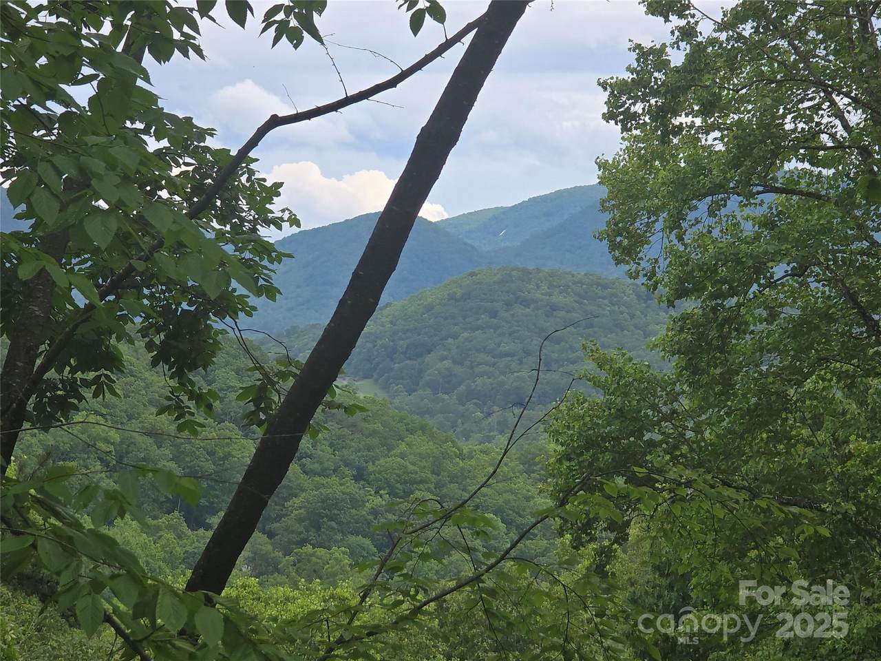 89 Weeping Cherry Forest Road - Photo 1