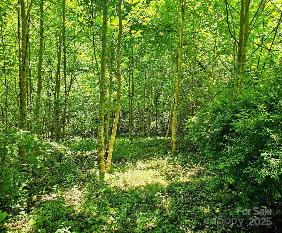 99 Banjo Branch Road - Photo 1