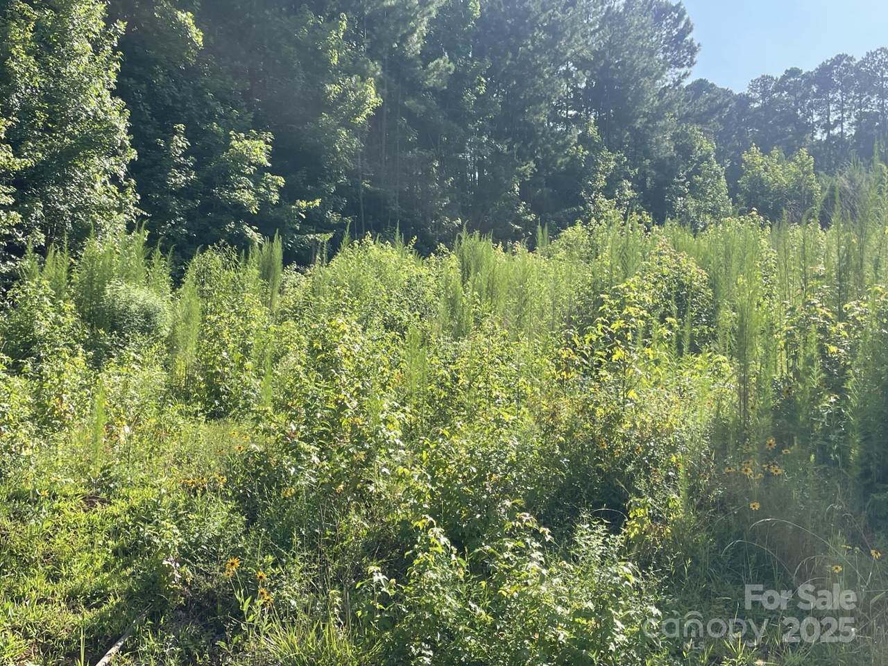 0 Ski Pond Road - Photo 1