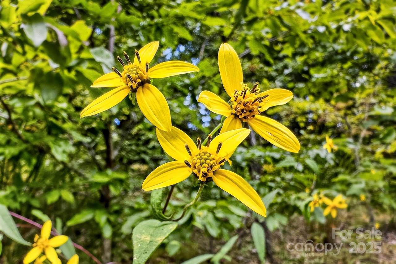 1696 Catawba Falls Parkway - Photo 1