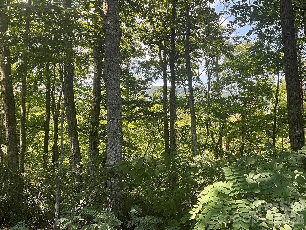 Lot 67 Treetops Lane - Photo 1