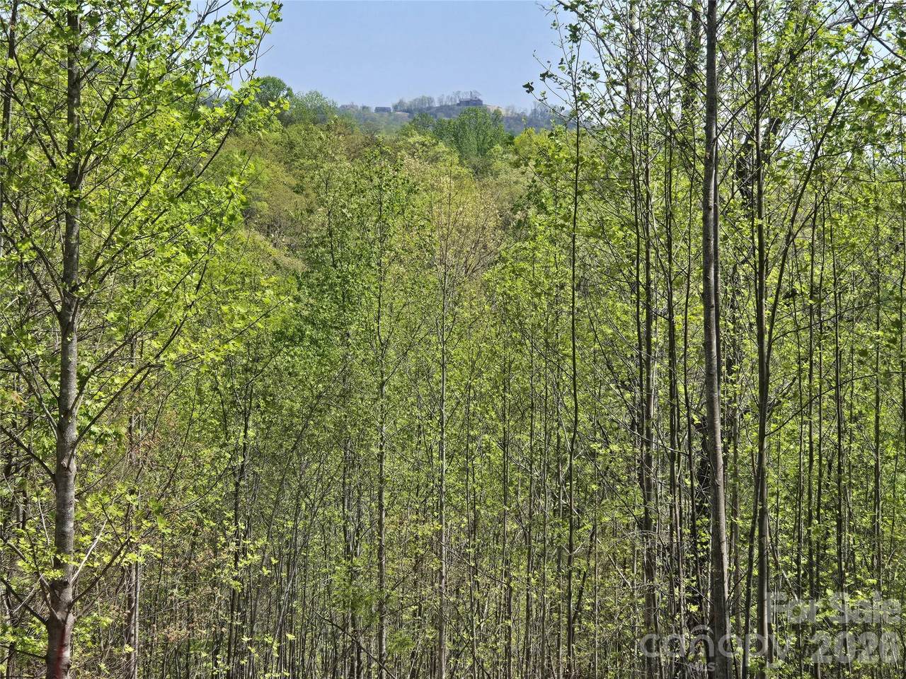 Lot 17 Touch Me Not Trail - Photo 1