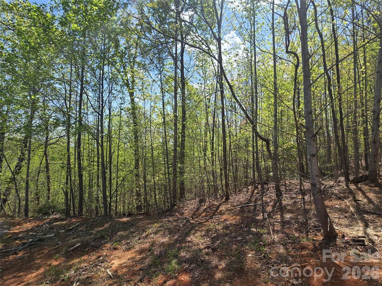 Lot 20 Touch Me Not Trail - Photo 1
