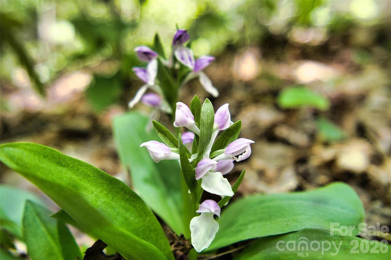 https://bt-photos.global.ssl.fastly.net/cmls/1280_boomver_2_4255466-1.jpg