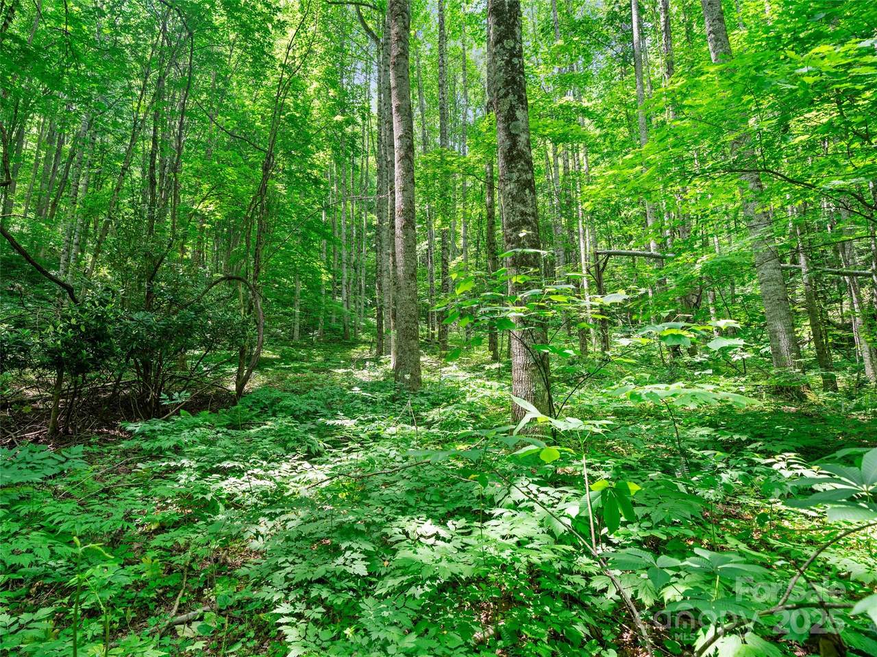 #2 TBD Lotties Creek Road - Photo 1