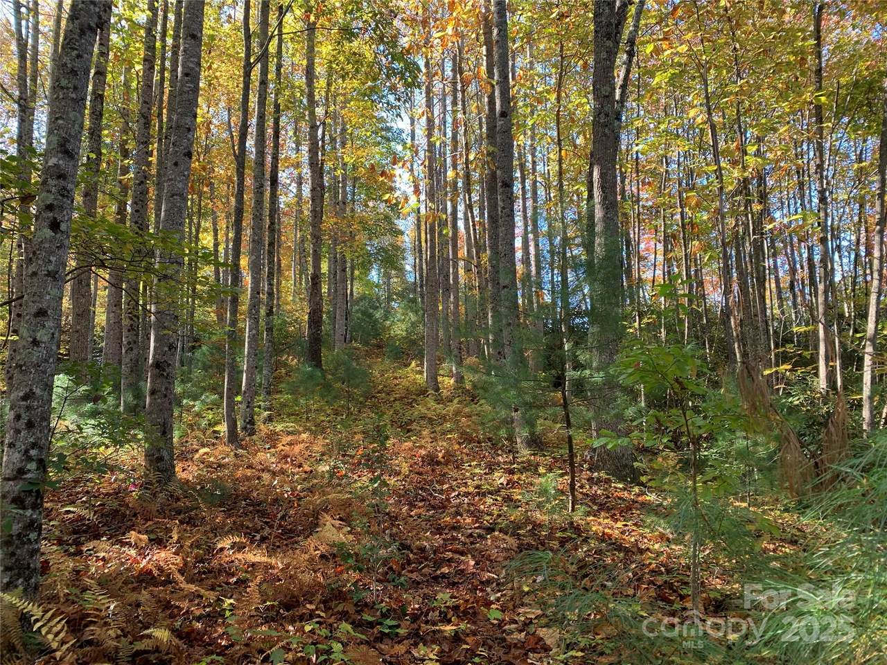 Lot# 556 Timber Rock Drive - Photo 1