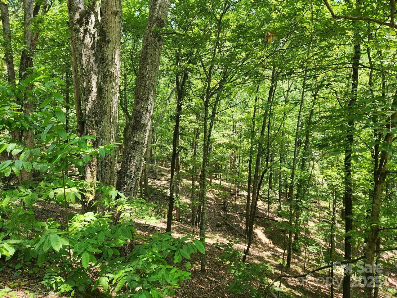 Lot 81, 82, & 88 Walnut Lane - Photo 1