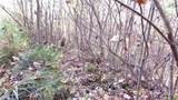 E- 19 Red Wolf Run - Photo 3