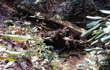 Lot 361 Hickory Nut Lane - Photo 11