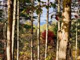 1.34 acres, Lot 234 Waterfall Lane - Photo 5