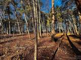127 Hunt Camp Trail - Photo 4