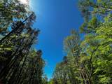 109 Hunt Camp Trail - Photo 9