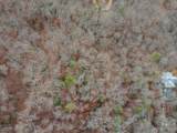 4 Lots Seay Mountain Road - Photo 38