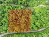 Lot 27 Black Bear Run - Photo 9