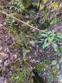 L41 Abby Falls Road - Photo 9