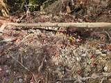 TBD Parkwood Hill Road - Photo 30