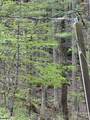 0 Dodgen Ridge Road - Photo 7