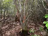 Lot 5 Horseshoe Bluff - Photo 8