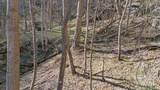 Lot 33 Deer Rock Road - Photo 12
