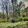 1450 Pork Road - Photo 6
