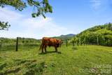 411 Big Sandy Mush Road - Photo 9