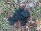 000 Big Laurel Road - Photo 11