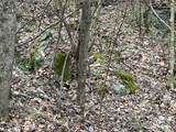 0 English Setter Trail - Photo 5