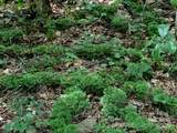 7.67 AC. Holbert Cove Road - Photo 2