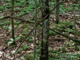 7.67 AC. Holbert Cove Road - Photo 4