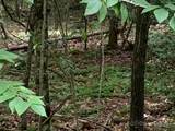7.67 AC. Holbert Cove Road - Photo 5