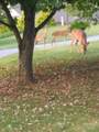 141 Azalea Drive - Photo 43