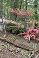 000 Laurel Ledge Way - Photo 17