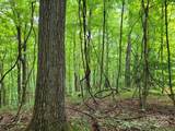 99999 Old Yellow Mountain Road - Photo 20