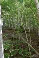 TBD Hideaway Ridge Trail - Photo 11