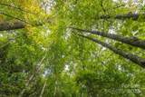 TBD Pine Mountain Trail - Photo 7