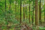 99999 Rocky Branch Trail - Photo 14