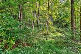 99999 Rocky Branch Trail - Photo 9