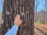 15 +/- Acres Riddle Branch Road - Photo 11