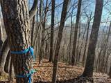 Lot 12 Bernies Trail - Photo 2