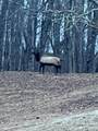 2778 Mule Stomp Road - Photo 31