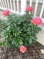 109 Paradise Circle - Photo 40