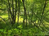 99999 Roaring Fork Road - Photo 17