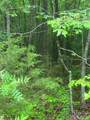 2426 Ore Bank Road - Photo 7
