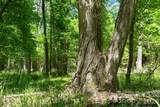 0000 Cool Branch Road - Photo 41
