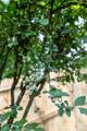 24 Audubon Drive - Photo 46